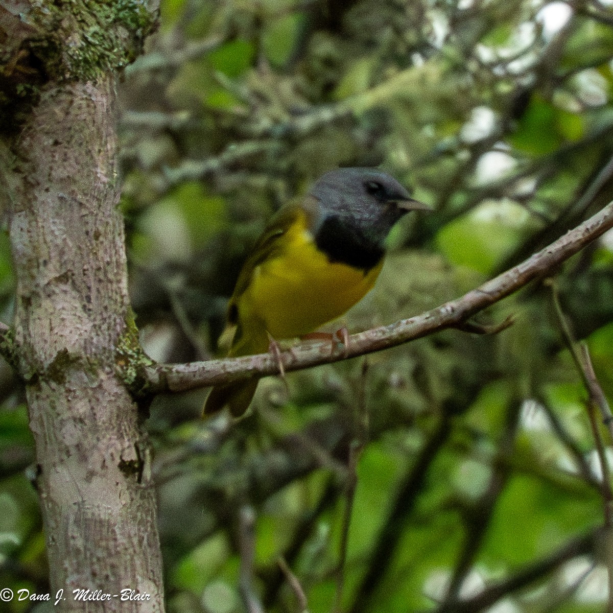 Mourning Warbler - ML620585905