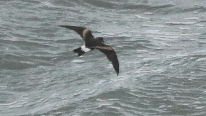 Leach's Storm-Petrel - Roland Bendever