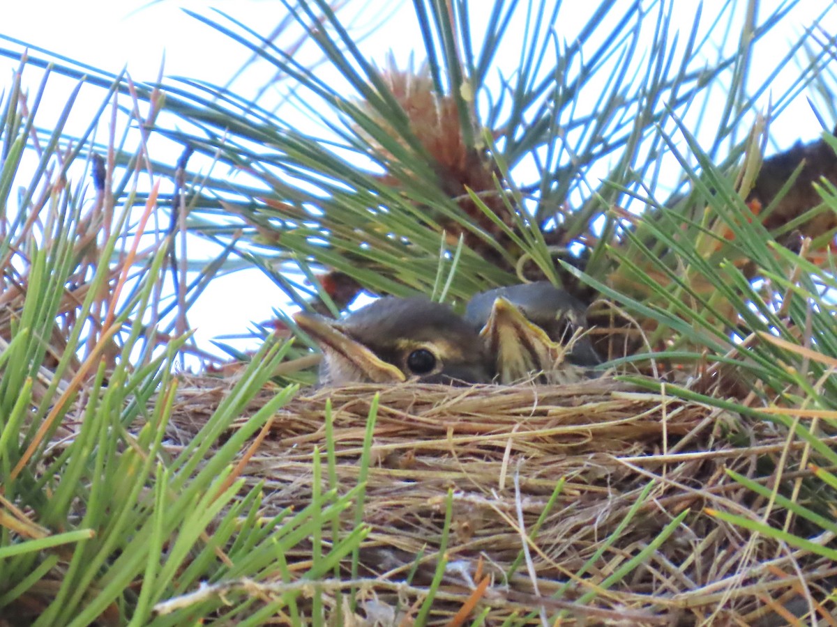 American Robin - ML620585917