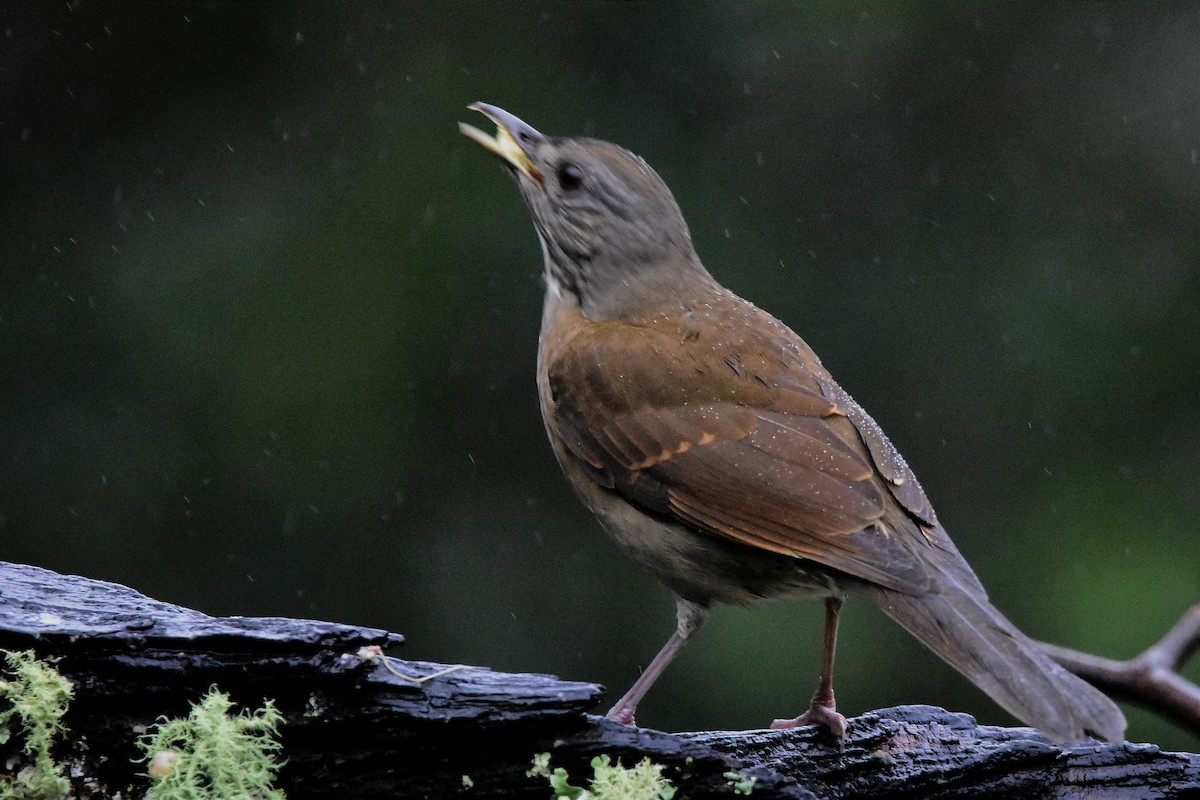 Pale-breasted Thrush - ML620585919