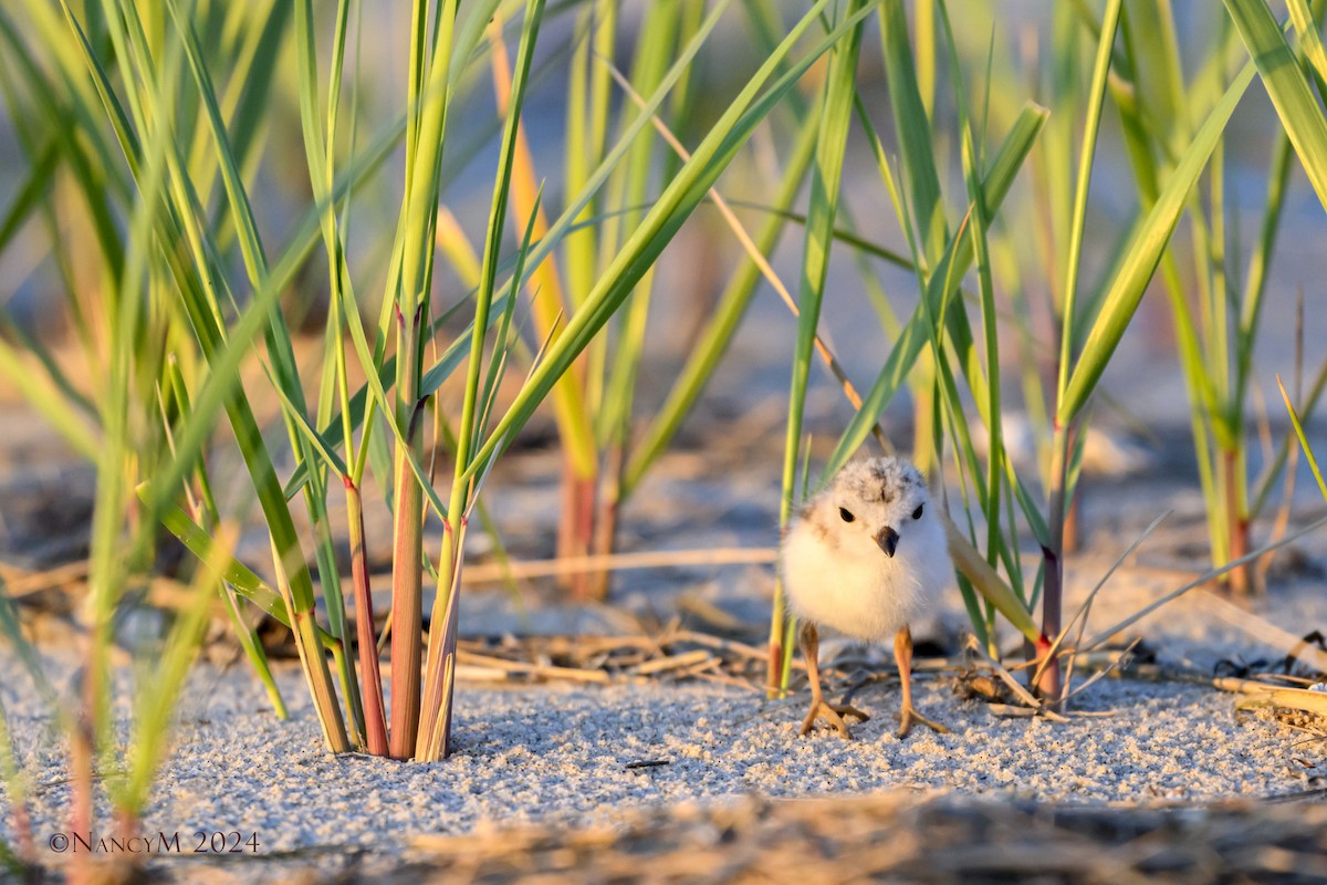 Piping Plover - ML620585935