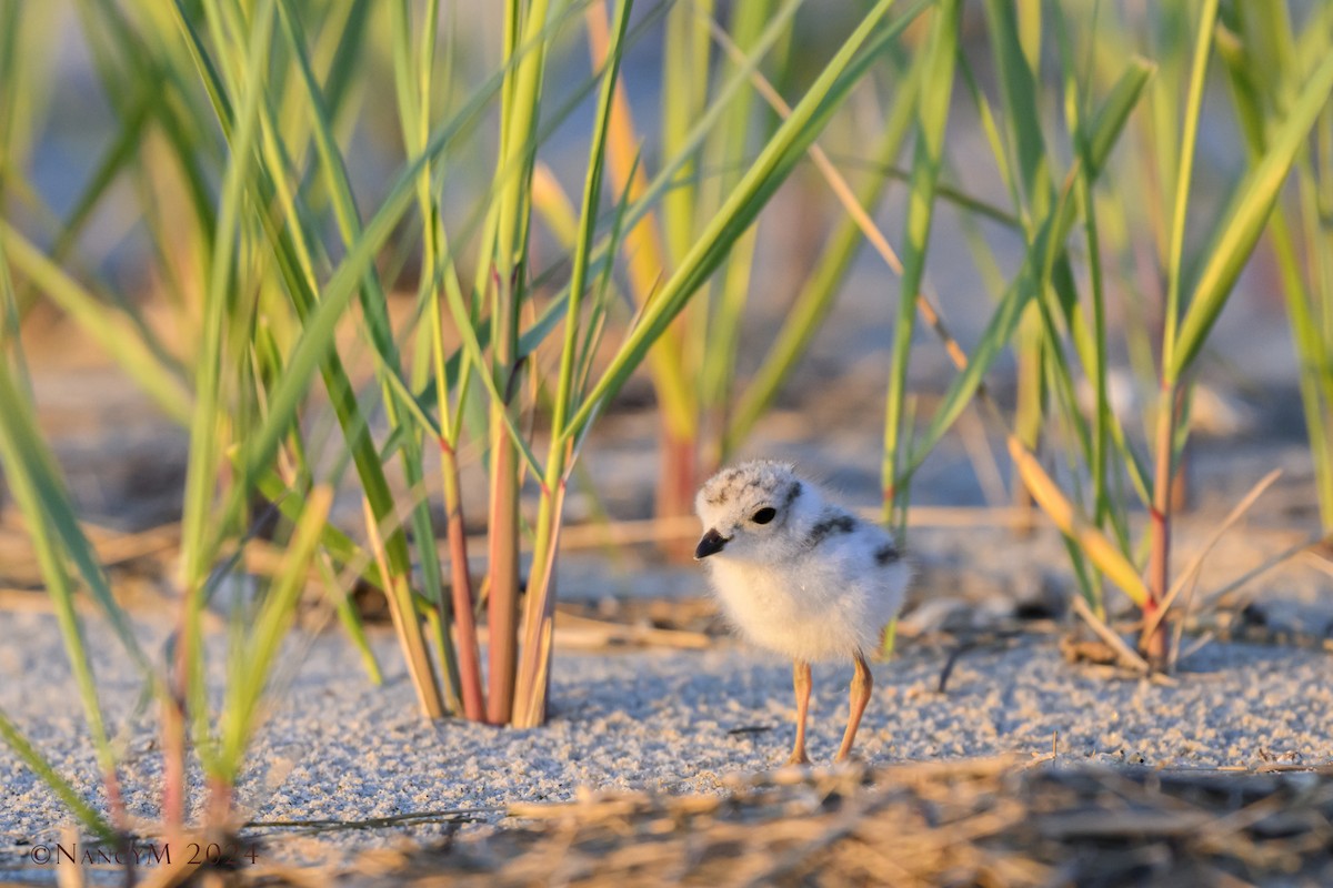 Piping Plover - ML620585937