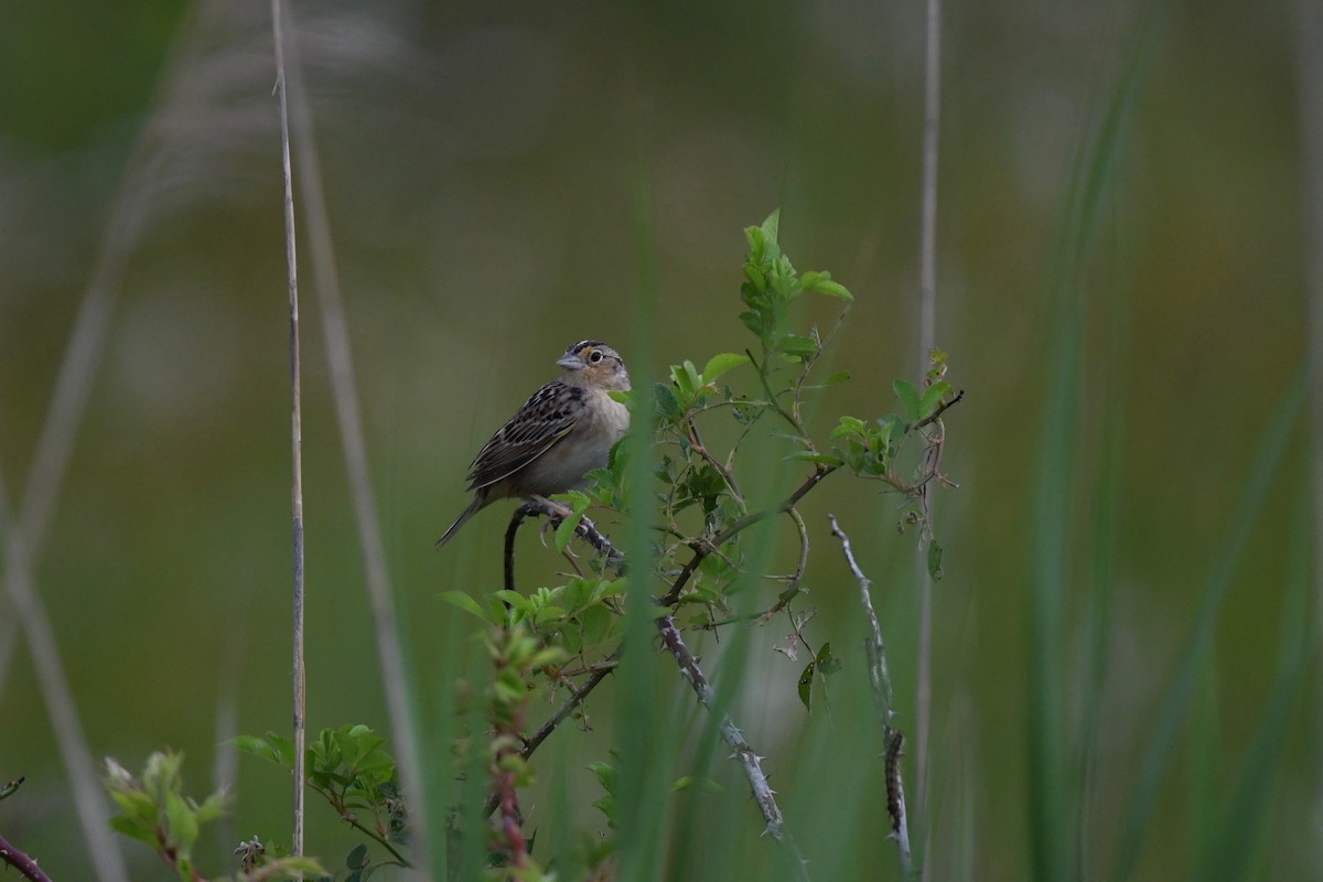 Grasshopper Sparrow - joe demko