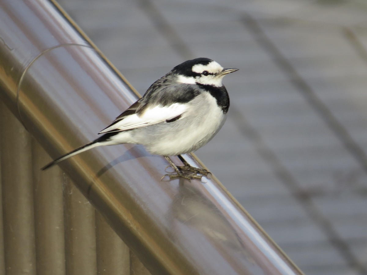 White Wagtail - ML620585956