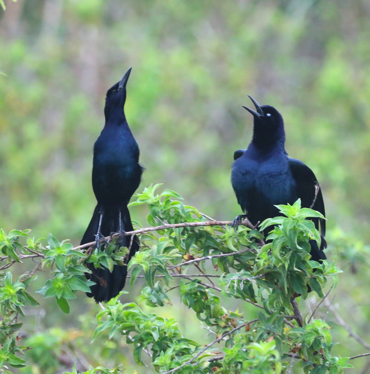 Boat-tailed Grackle - ML620585957