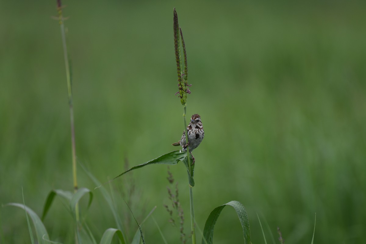 Song Sparrow - joe demko