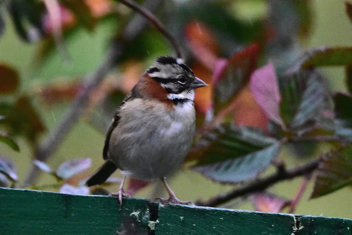 Rufous-collared Sparrow - ML620585959