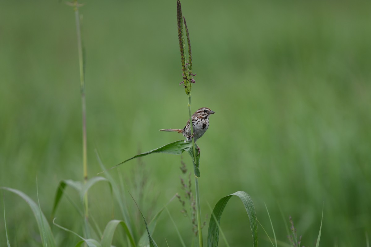 Song Sparrow - ML620585961