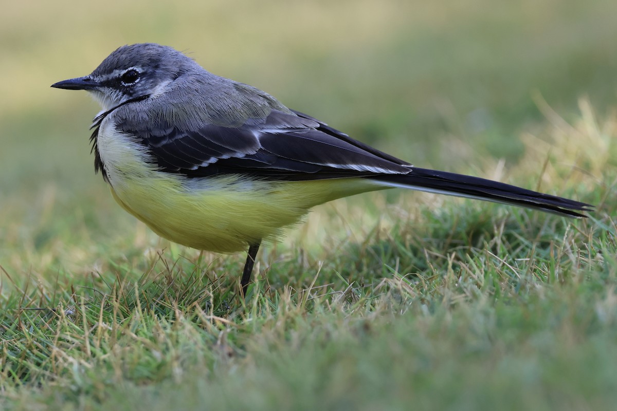 Madagascar Wagtail - ML620585966