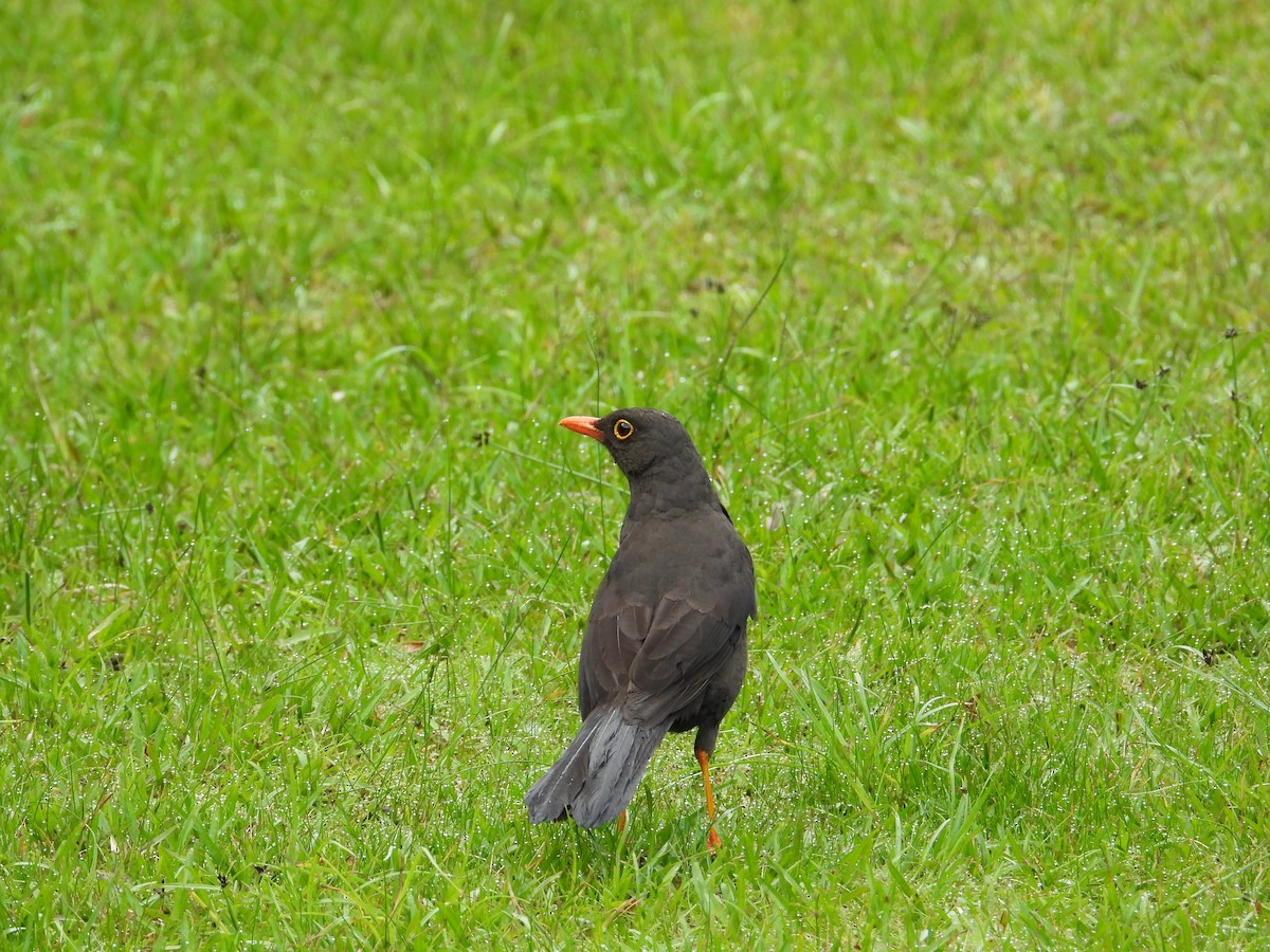 Great Thrush - Francisco Sornoza