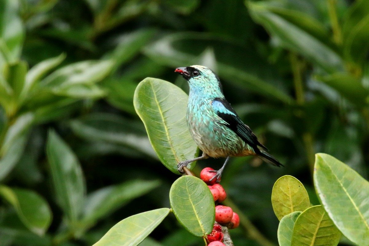 Metallic-green Tanager - ML620585985