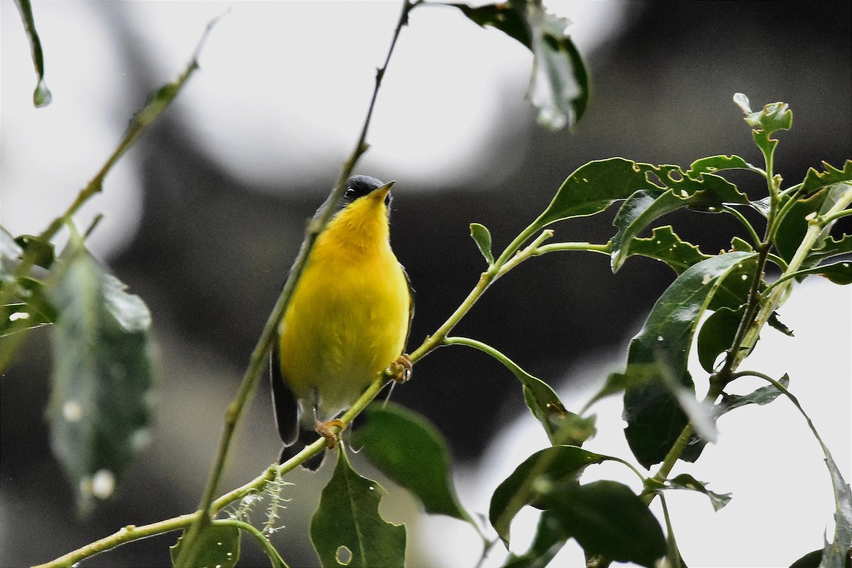 Parula Pitiayumí - ML620585987