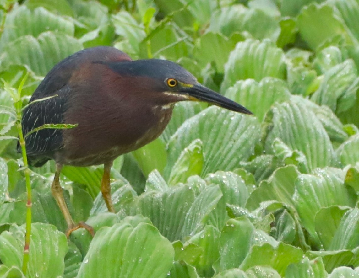 Green Heron - ML620585988