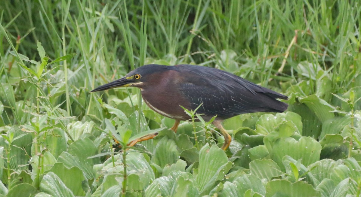 Green Heron - ML620585989