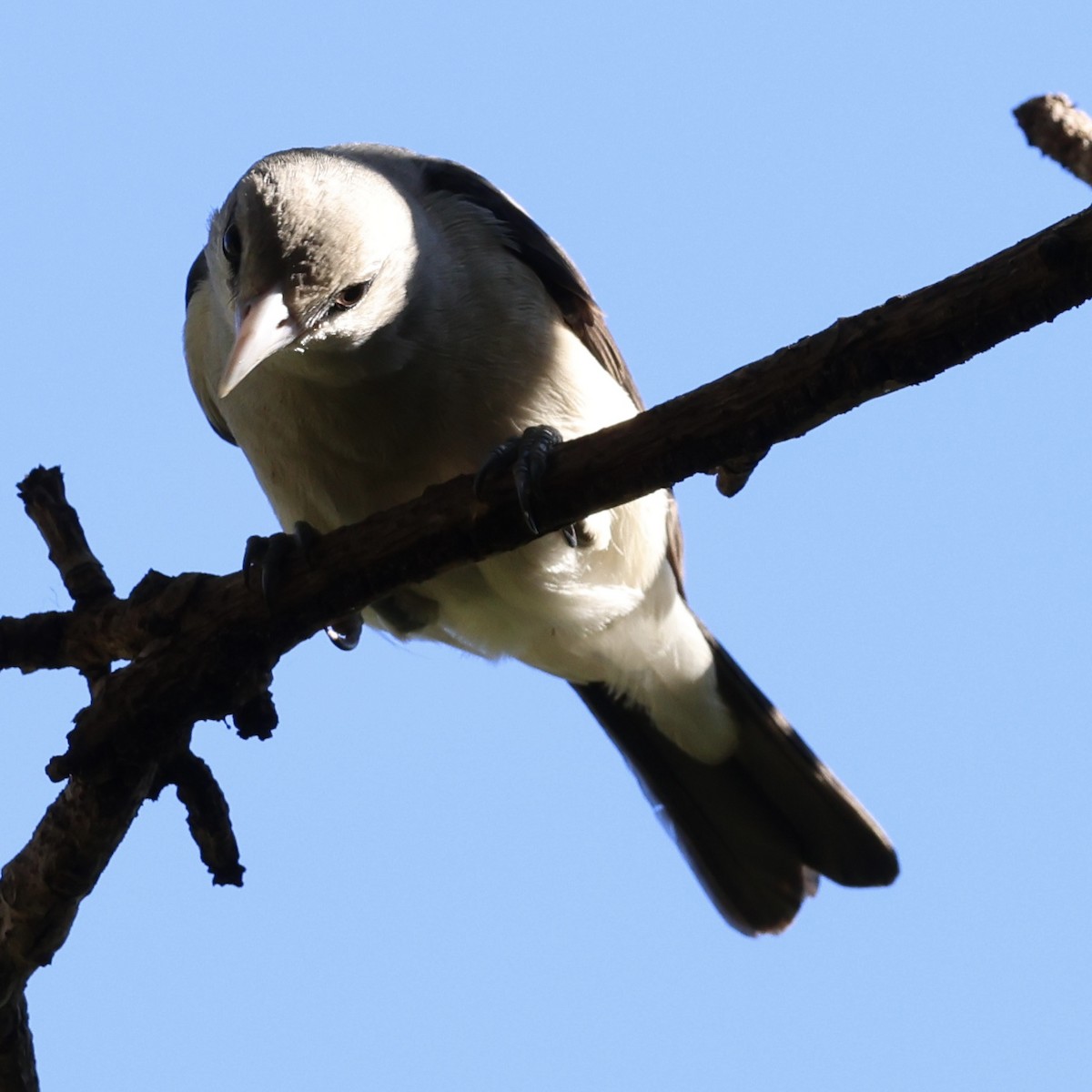 White-headed Vanga - ML620585993