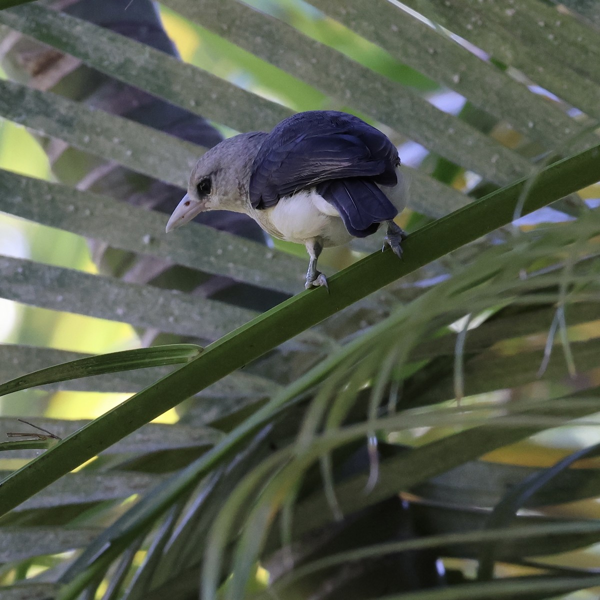 White-headed Vanga - Michael Pazzani