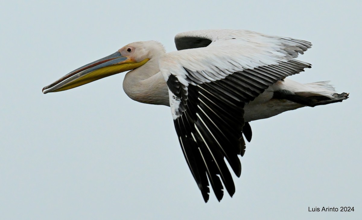 pelikán bílý - ML620585995