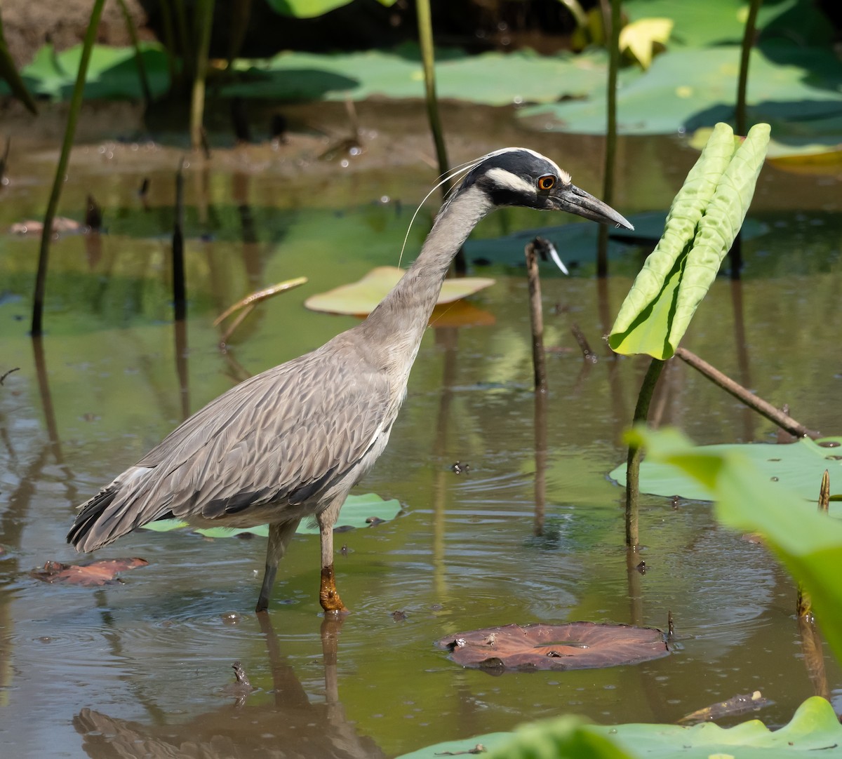 Yellow-crowned Night Heron - ML620585997