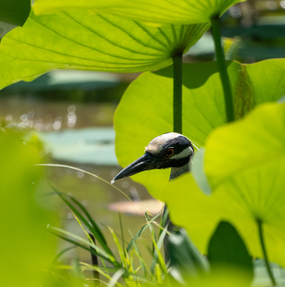 Yellow-crowned Night Heron - ML620585998