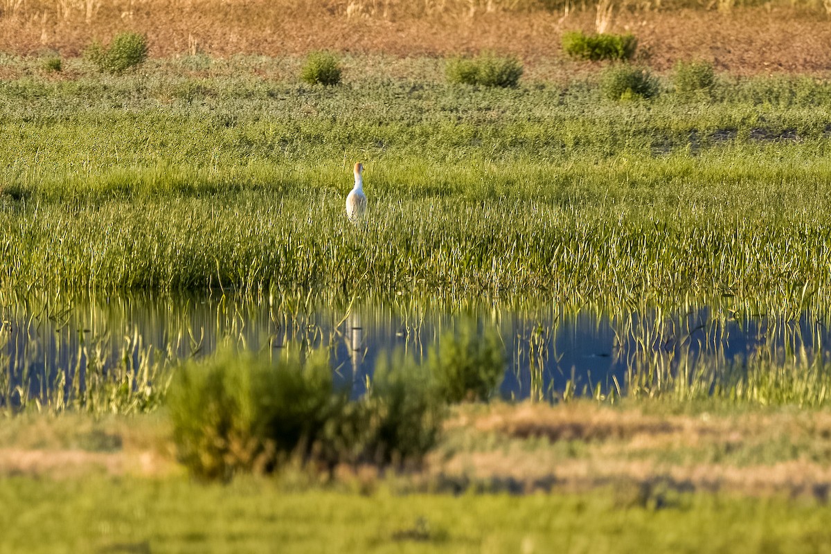 Western Cattle Egret - ML620586000