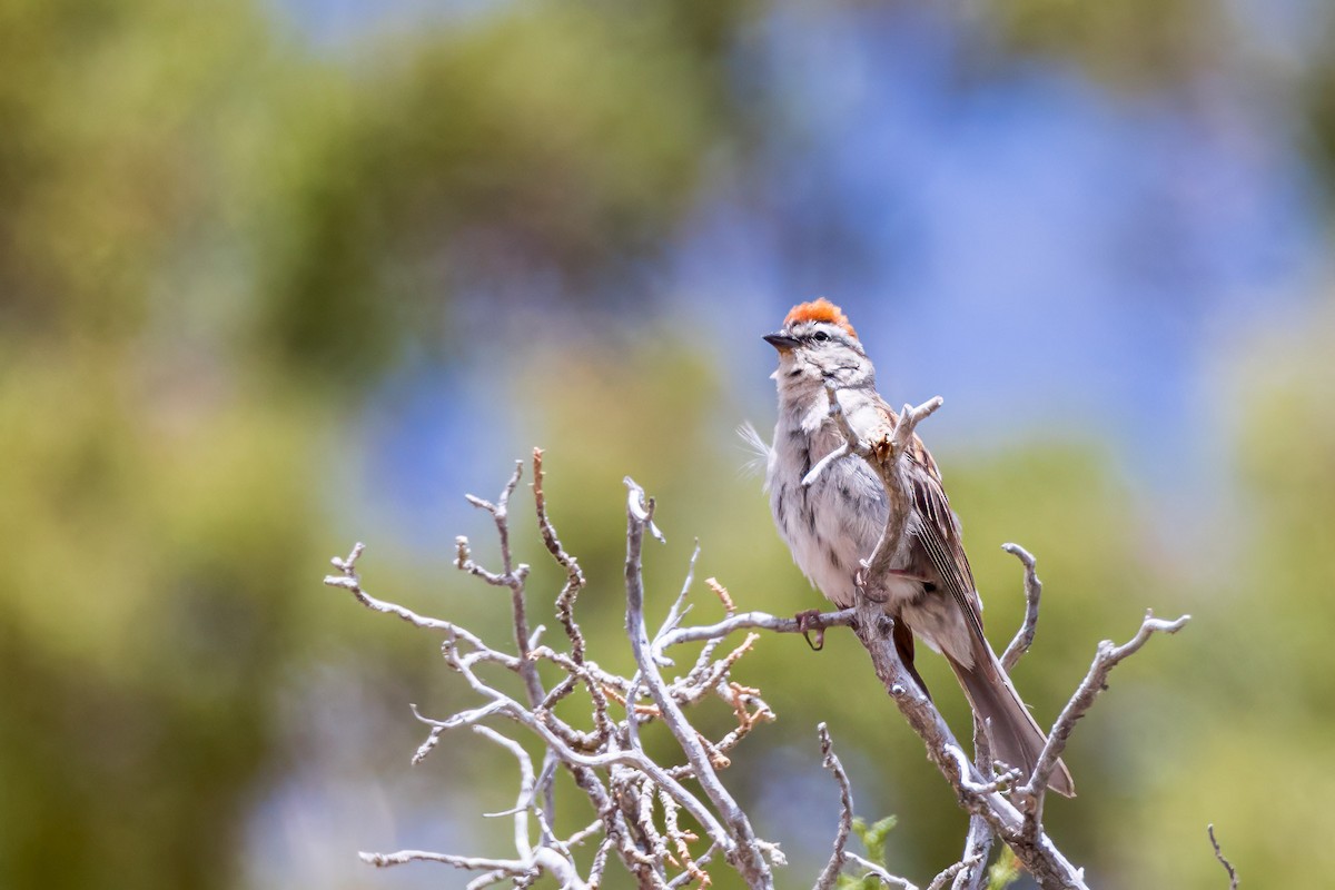 Chipping Sparrow - ML620586005