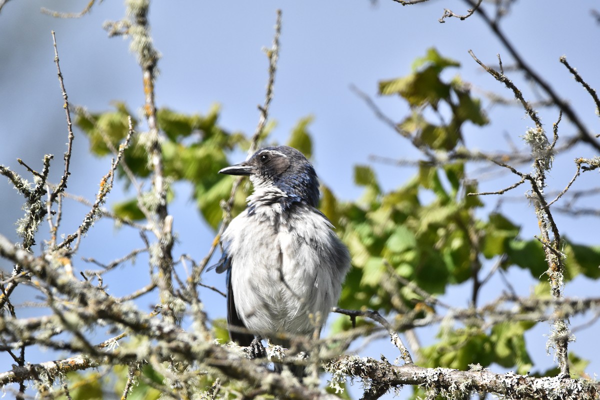 California Scrub-Jay - ML620586010