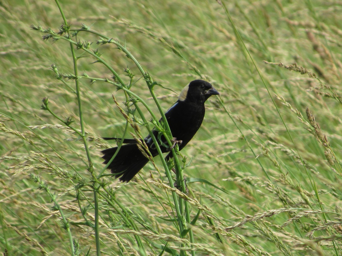 Bobolink - ML620586013