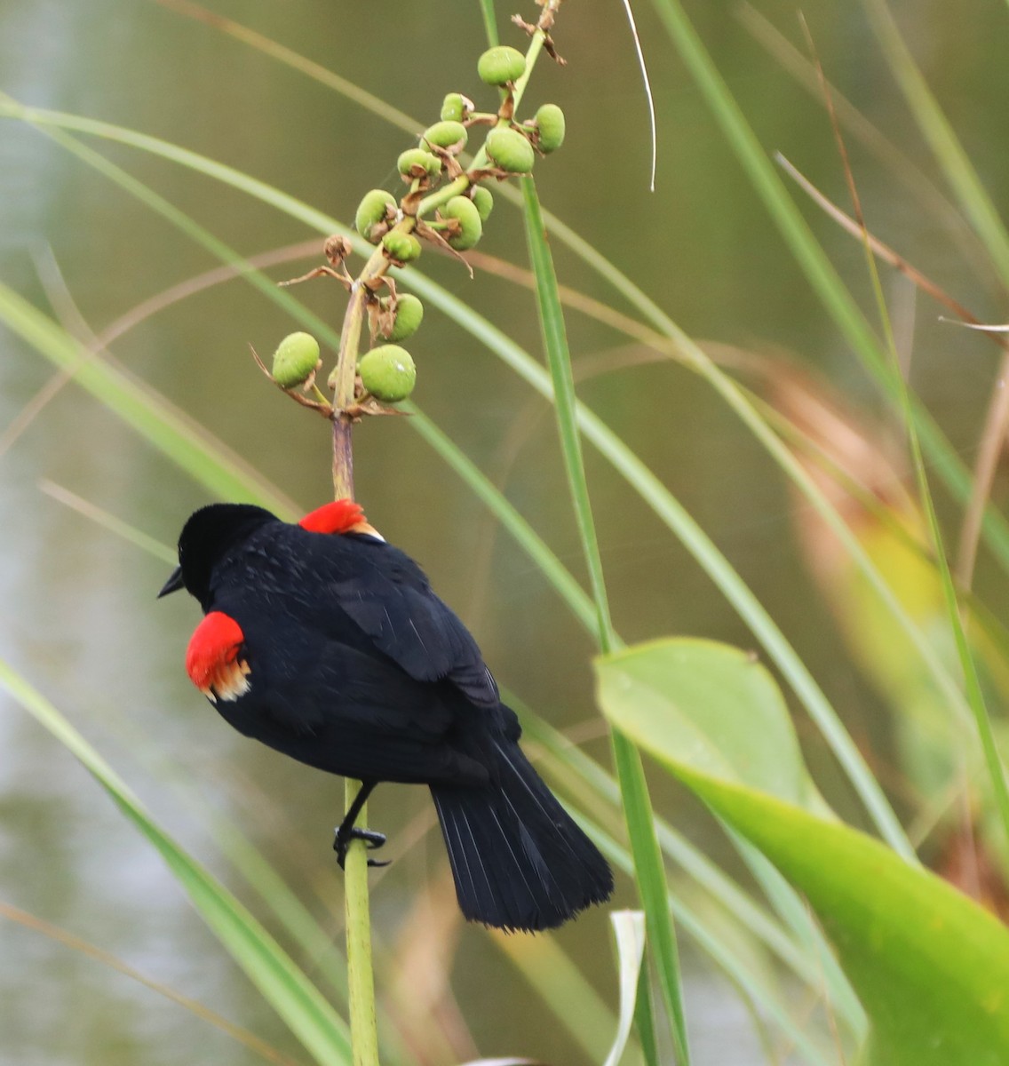 Red-winged Blackbird - ML620586014