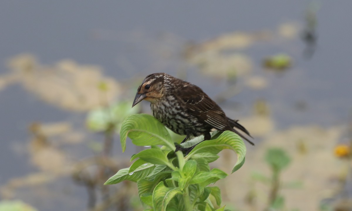 Red-winged Blackbird - ML620586016