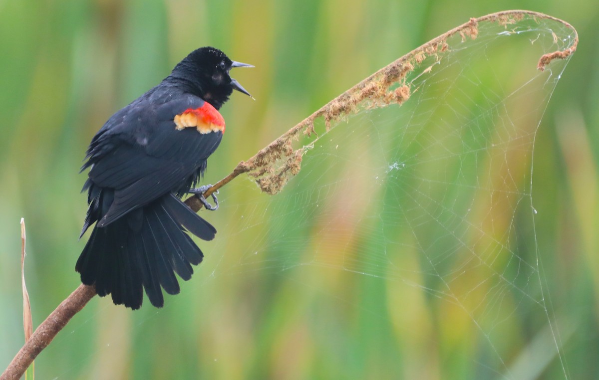 Red-winged Blackbird - Glenn Blaser