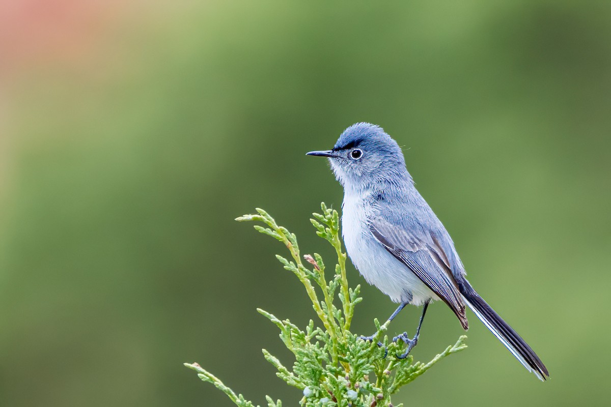 Blue-gray Gnatcatcher - ML620586020