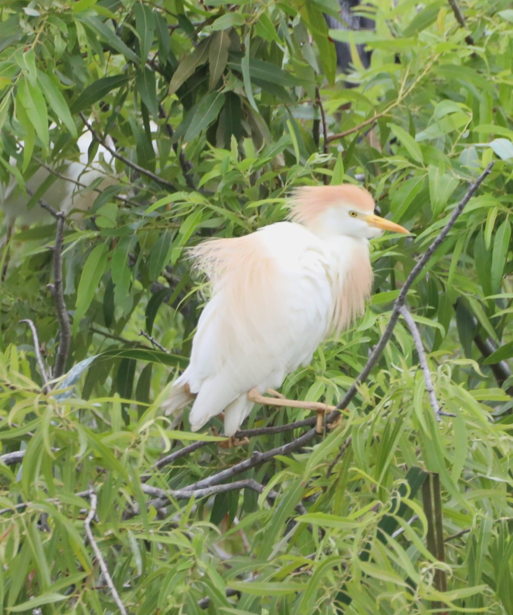 Western Cattle Egret - ML620586032