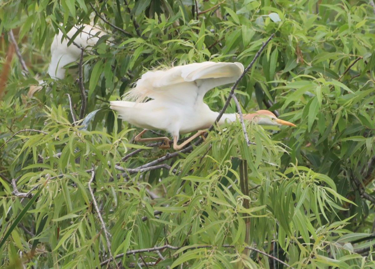 Western Cattle Egret - Glenn Blaser