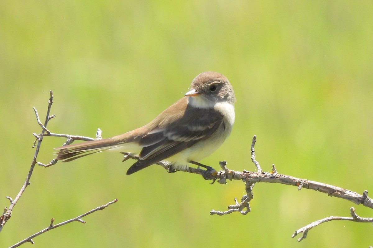 Willow Flycatcher - ML620586036