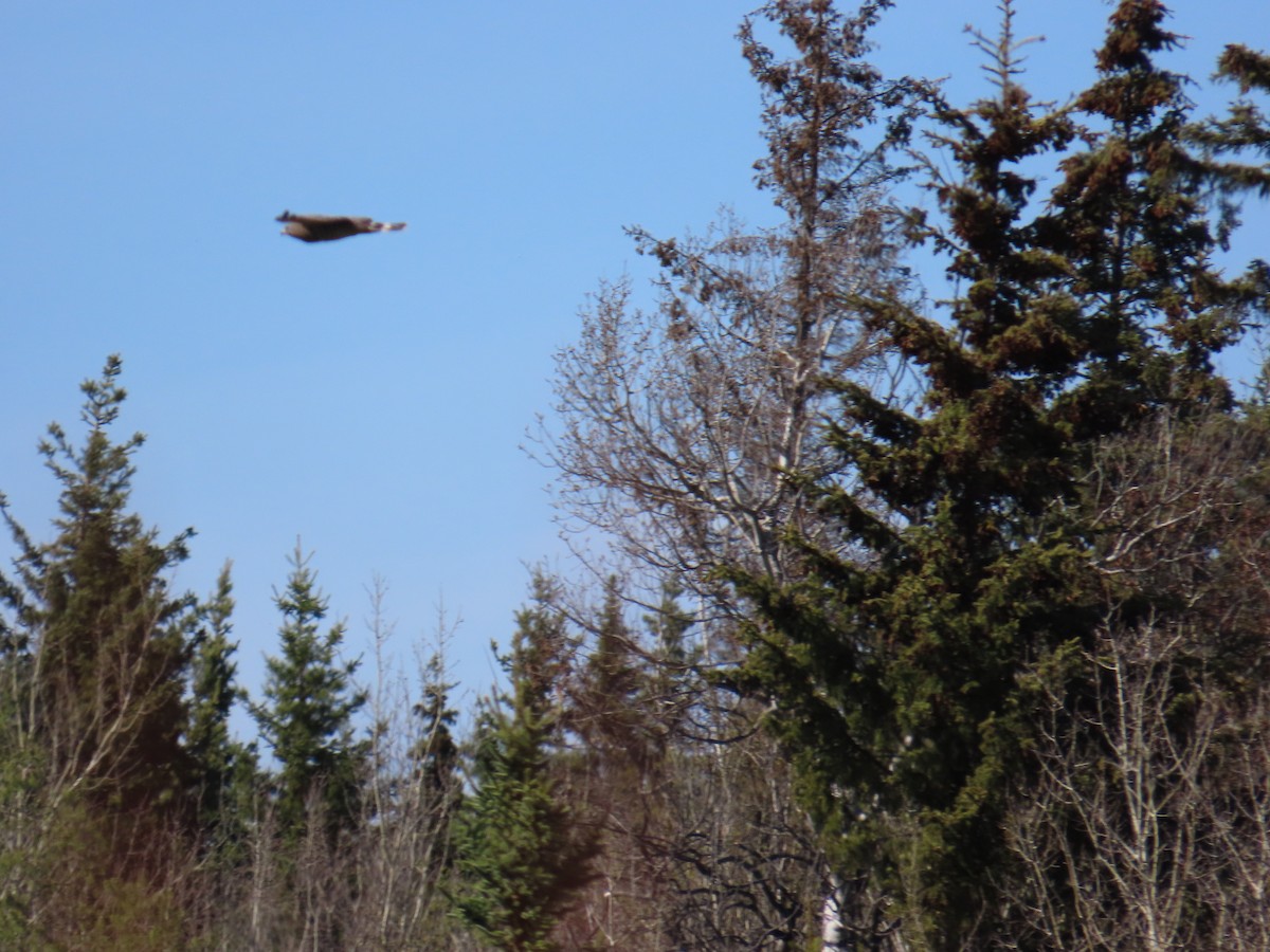 Broad-winged Hawk - ML620586043