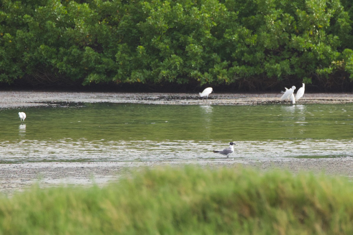 Laughing Gull - ML620586044