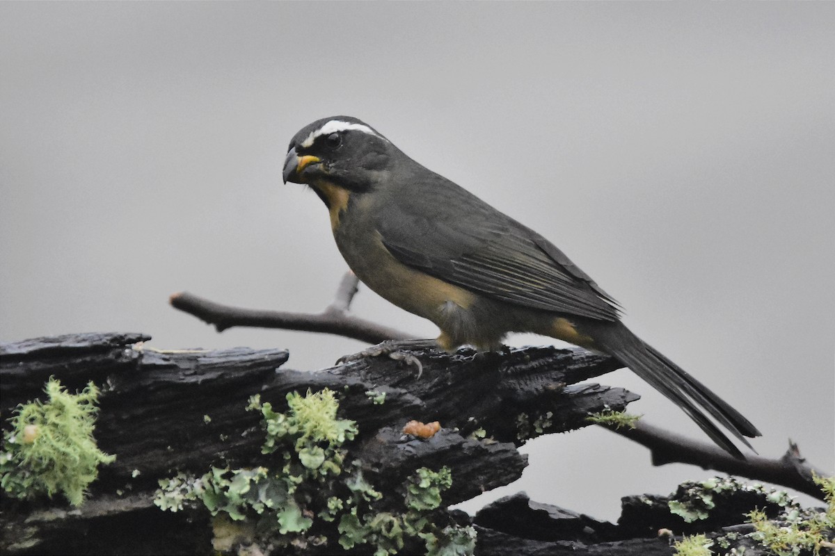 Thick-billed Saltator - ML620586046