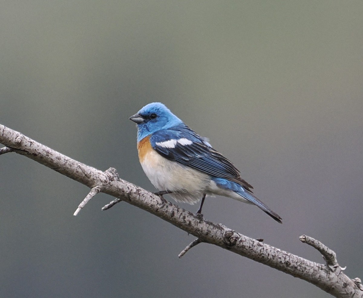 Lazuli Bunting - ML620586048