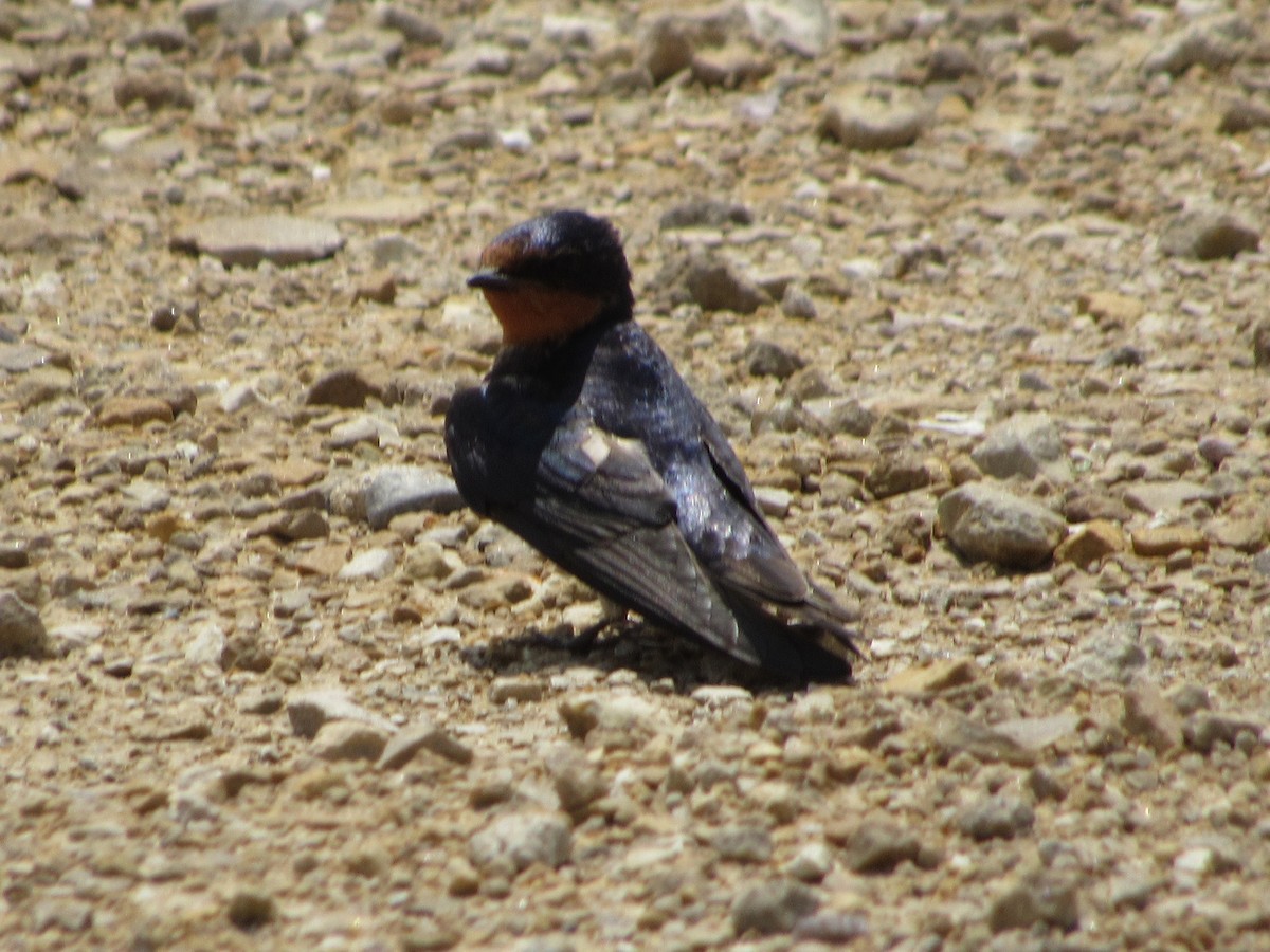 Barn Swallow - ML620586050