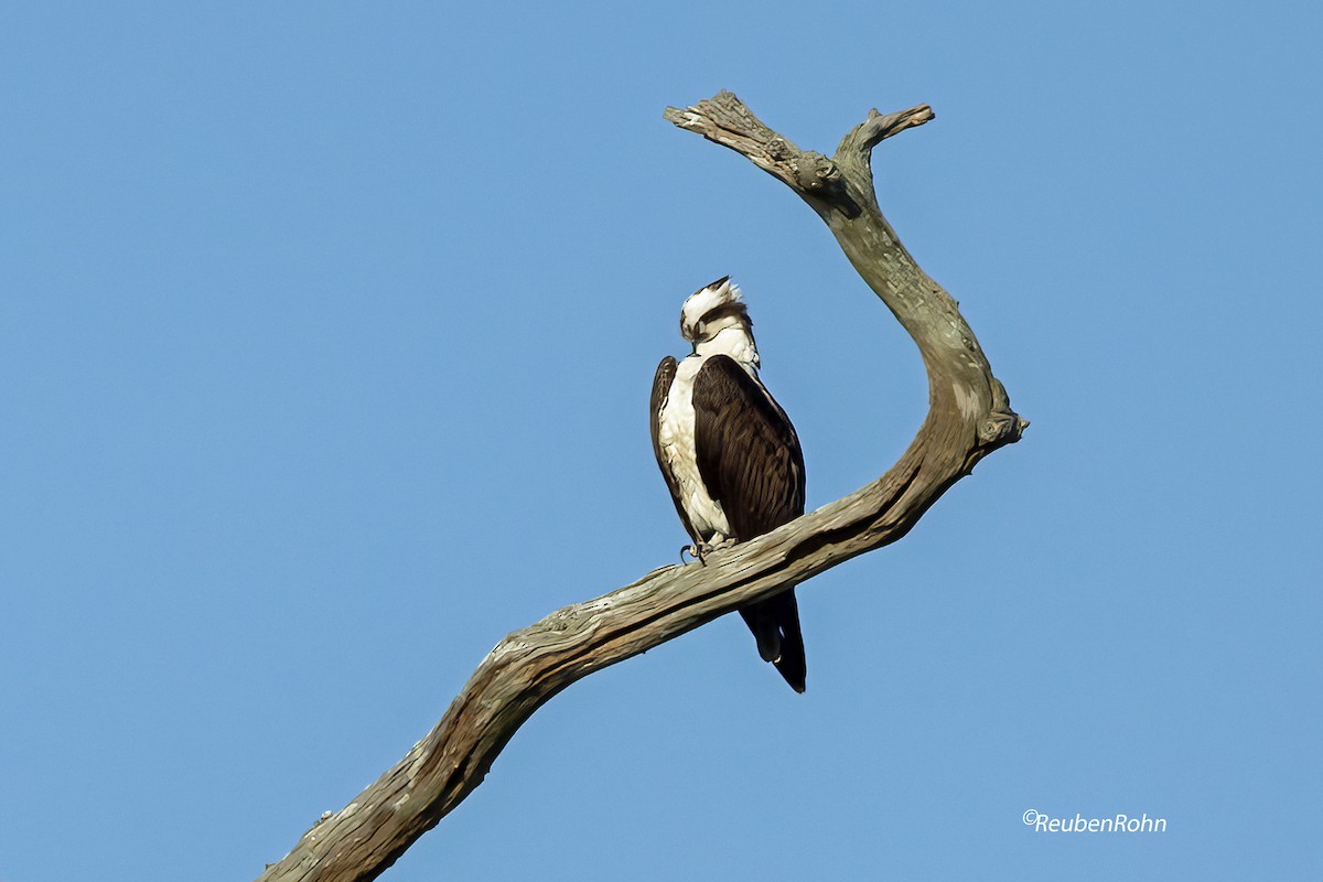 Águila Pescadora (carolinensis) - ML620586056