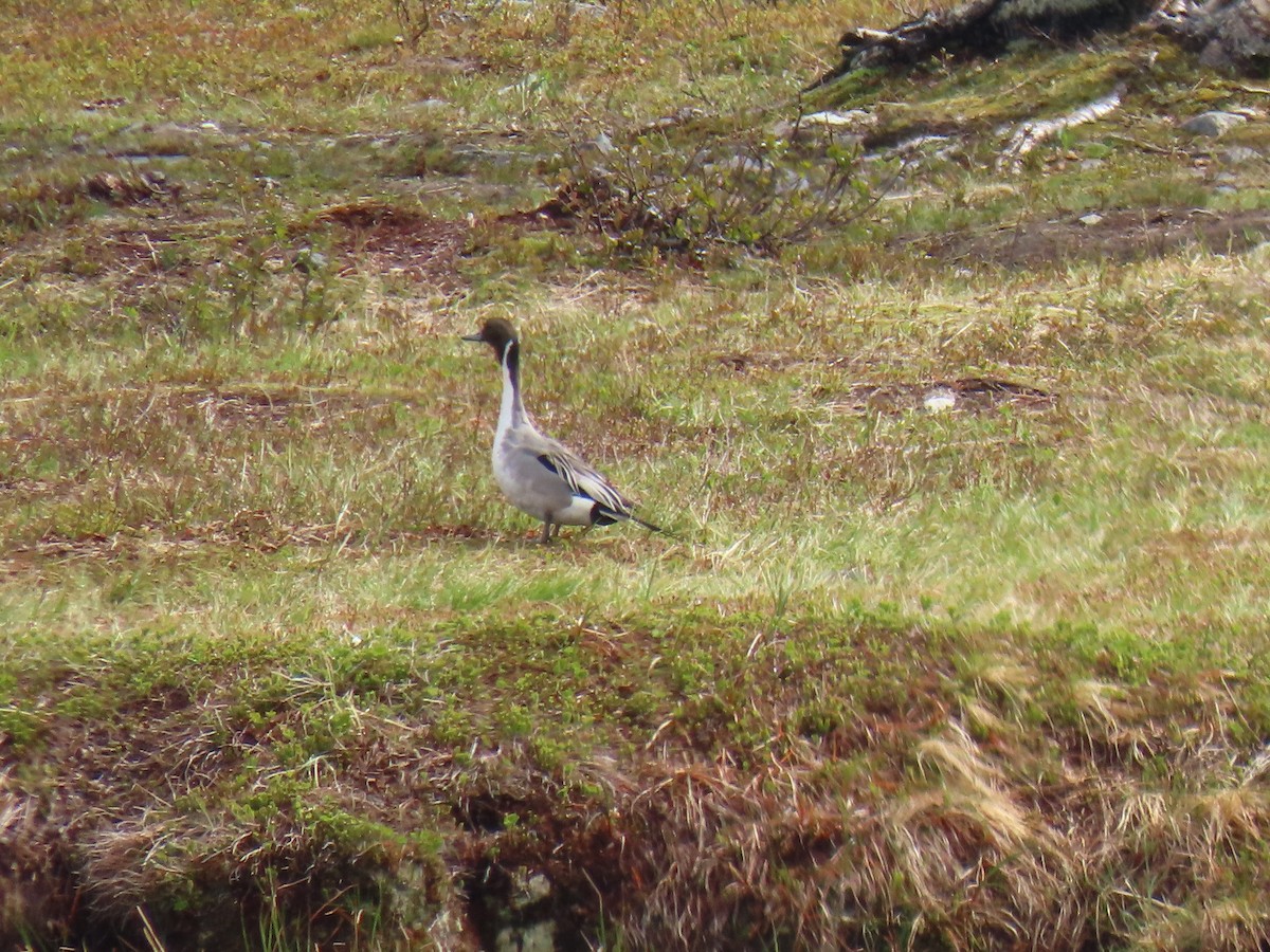 Northern Pintail - ML620586058