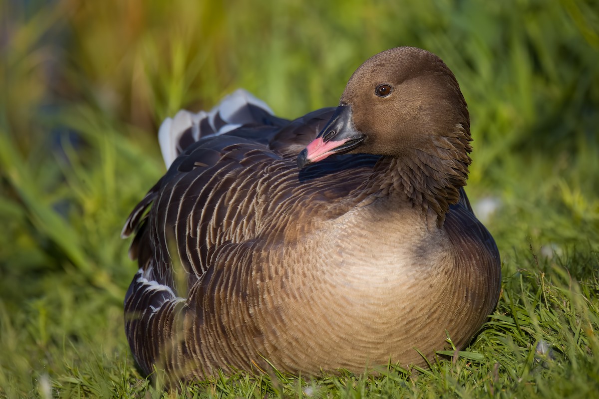 Pink-footed Goose - ML620586060