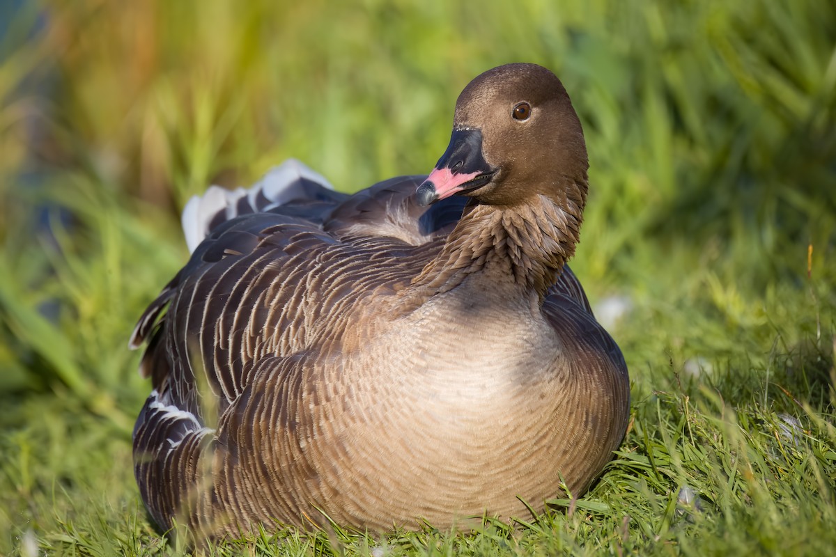Pink-footed Goose - ML620586061