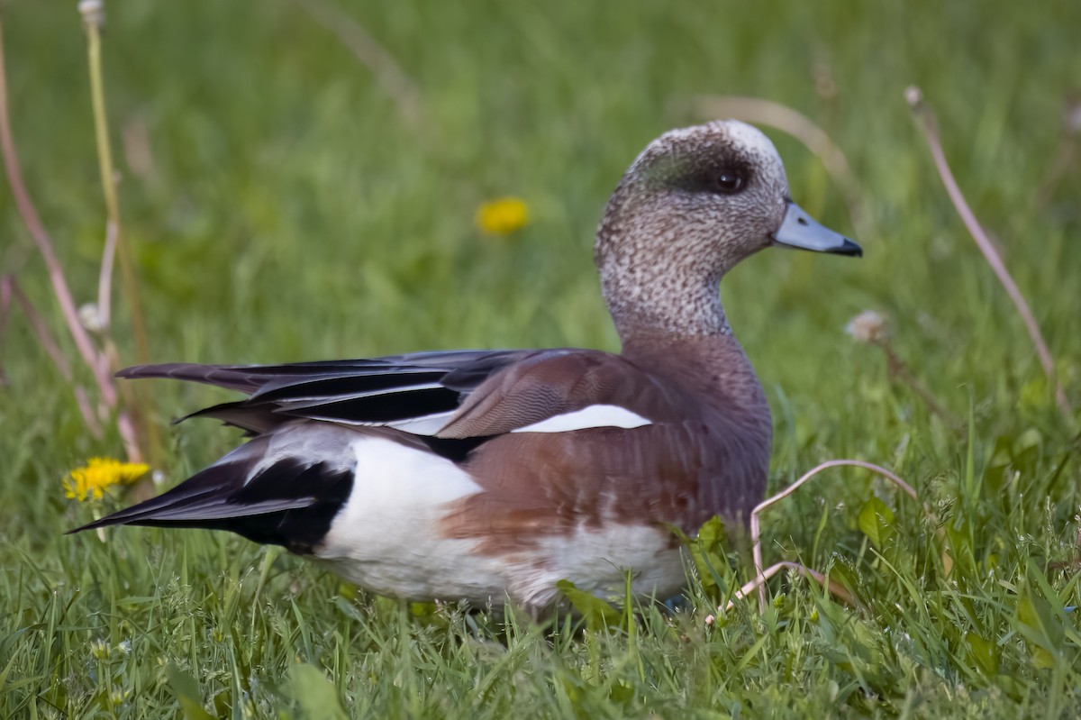 Canard d'Amérique - ML620586062