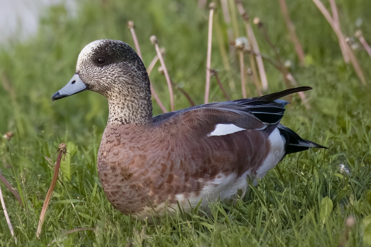 Canard d'Amérique - ML620586064