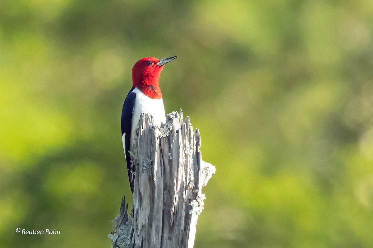 Red-headed Woodpecker - ML620586065
