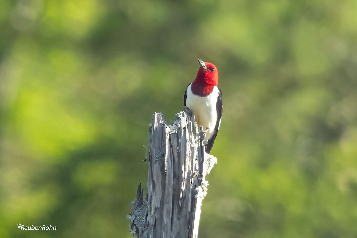 Pic à tête rouge - ML620586066