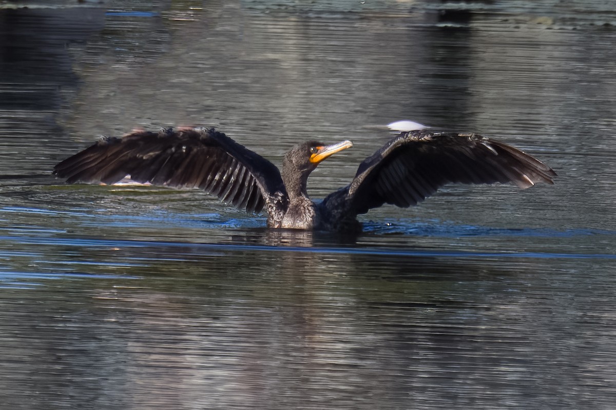 Double-crested Cormorant - ML620586071