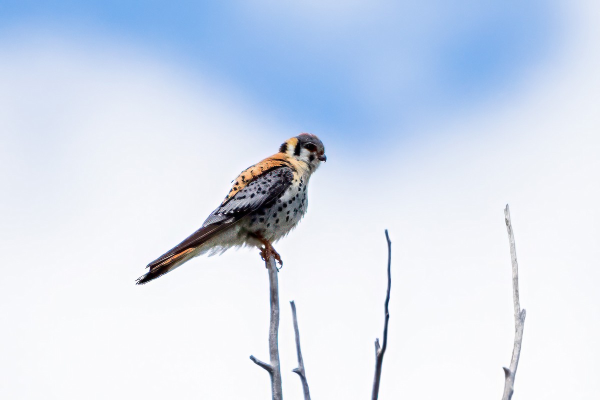 American Kestrel - ML620586074