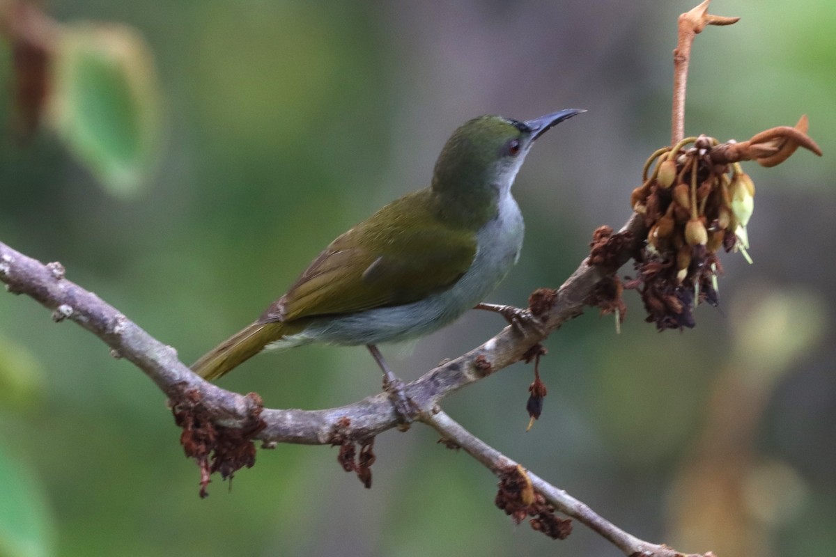 Plain Sunbird - ML620586079